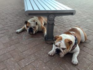 10978516_10153035882870915_117778573271684125_n